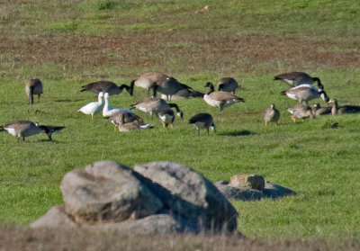 Ross's, Snow, Greater White-fronted among Canada Goose