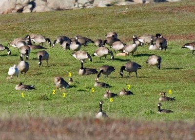 Greater White-fronted Goose among Canada Goose