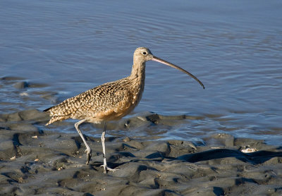 Long-billed Curlew