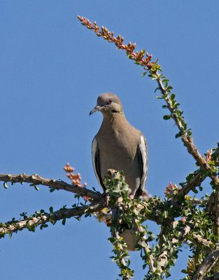 White-winged Dove