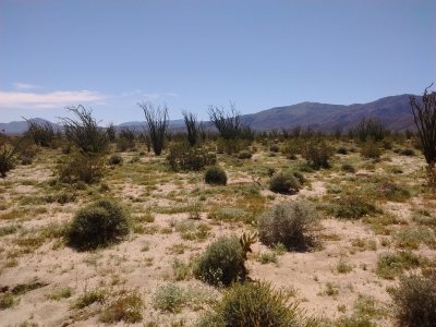 more green desert.jpg