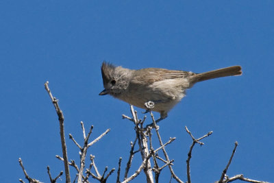 Oak Titmouse