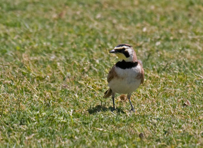 Horned Lark