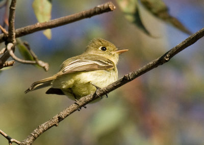 Pacific-slope Flycatcher