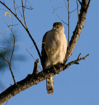 Cooper's Hawk