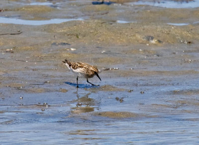 Least Sandpiper