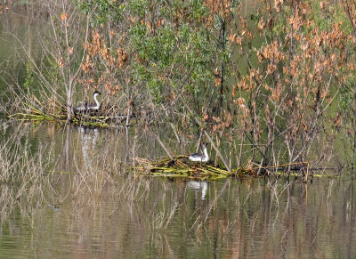 Western Grebes on nests