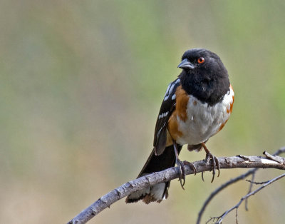 Spotted Towhee