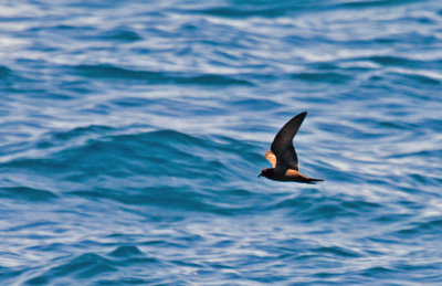 Black Storm-Petrel