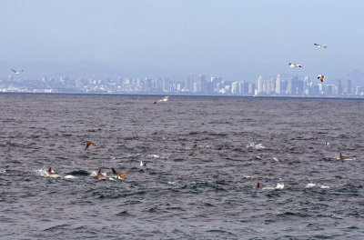Brown Booby, Dolphins, San Diego skyline