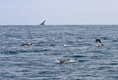 Brown Booby and Common Dolphin