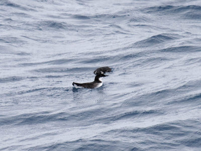 Craveri's Murrelet