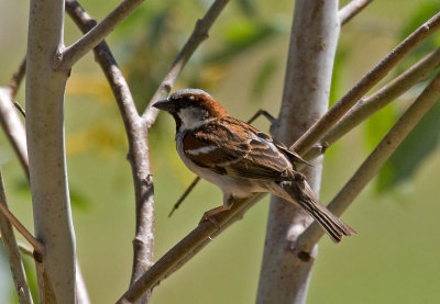 House Sparrow