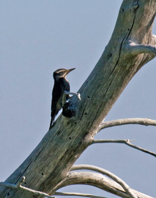 Hairy Woodpecker