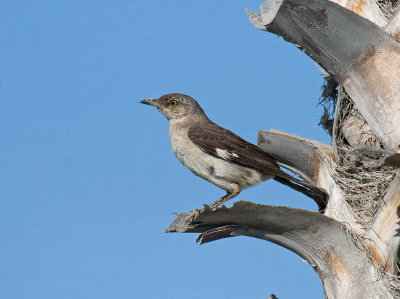 Northern Mockingbird