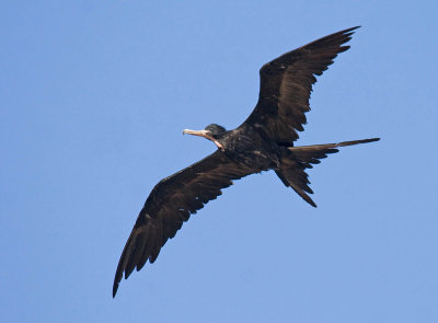 Magnificent Frigatebird