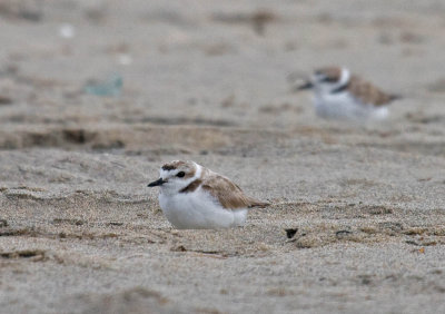 Snowy Plover