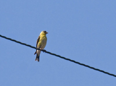 American Goldfinch