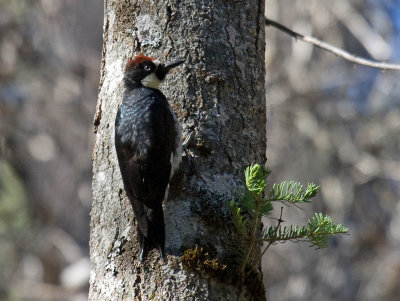 Acorn Woodpecker