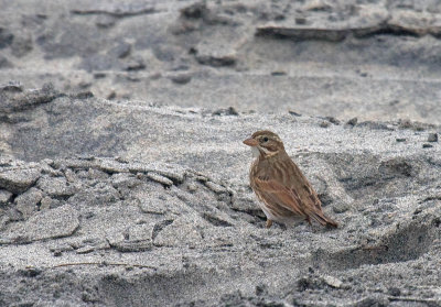 Large-billed Savannah Sparrow