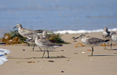 Red Knot