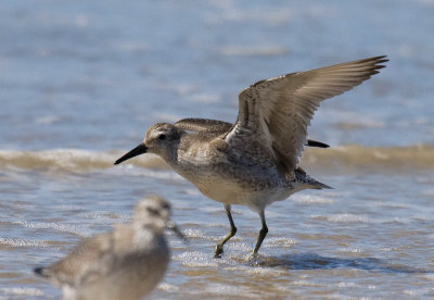 Red Knot