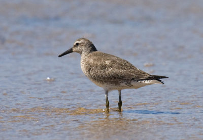 Red Knot