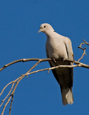 Eurasian Collared-Dove