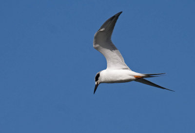 Forster's Tern