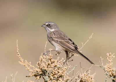 Sagebrush Sparrow