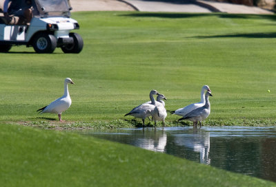 Snow Goose