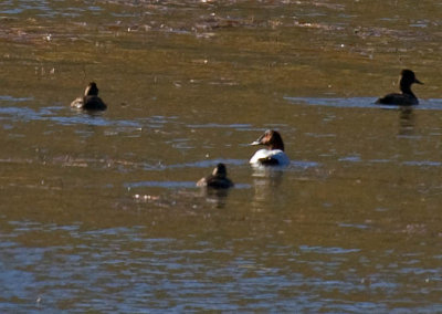 Canvasback