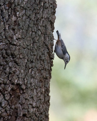 White-breasted Nuthatch