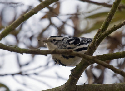 Black-and-white Warbler