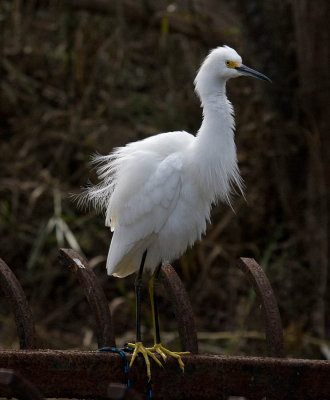 Snowy Egret