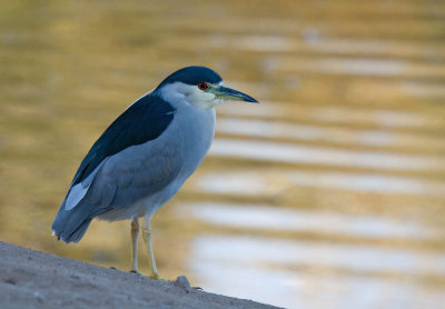 Black-crowned Night-Heron