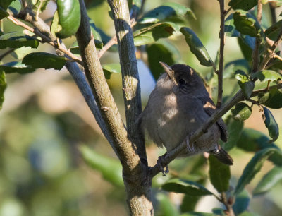 House Wren