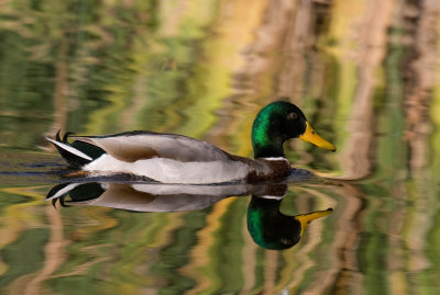 Mallard