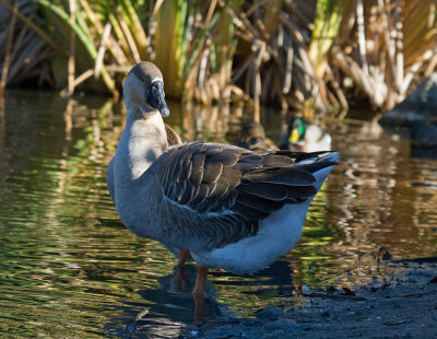 Swan Goose (domestic)