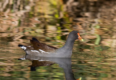 Common Gallinule