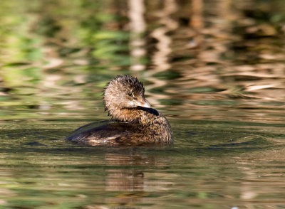 Pied-billed Grebe