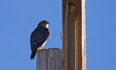 Merlin