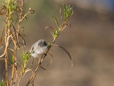 California Gnatcatcher