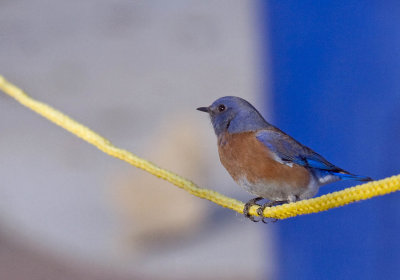 Western Bluebird