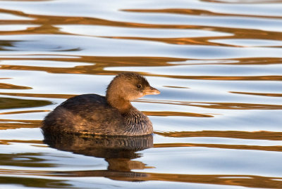 Pied-billed Grebe