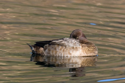 Lesser Scaup