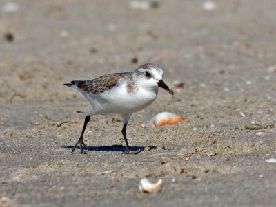 Sanderling