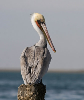 Brown Pelican