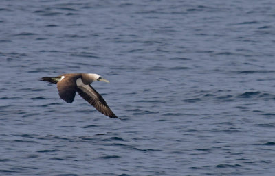 Brown Booby