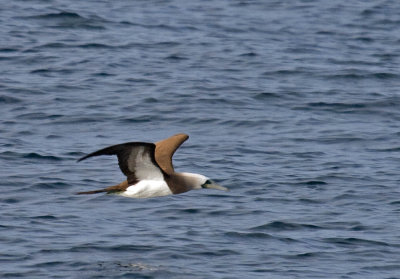 Brown Booby